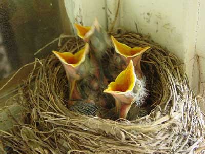 birdsopeningmouthwide